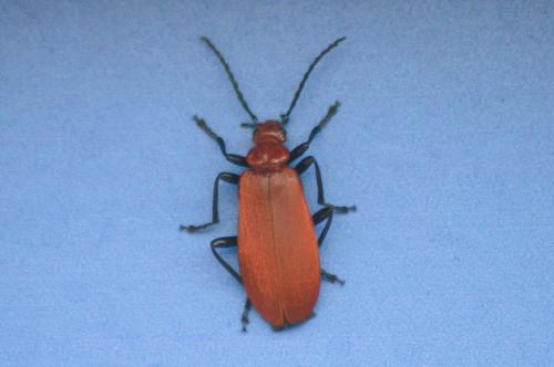 Pyrochroa serraticornis